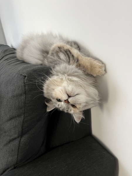 Magnificent whiskers