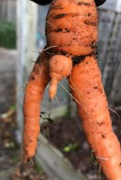A carrot is NOT a suitable vegetable