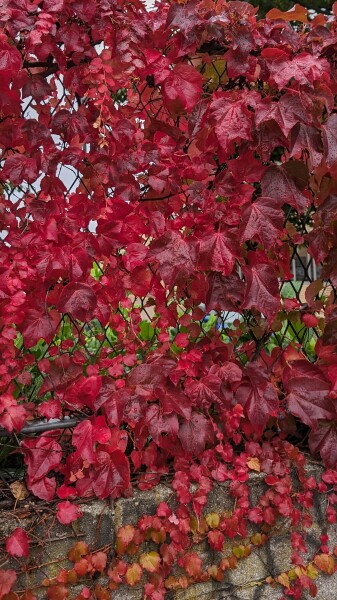 Lipstick the colour of these autumnal leaves?!