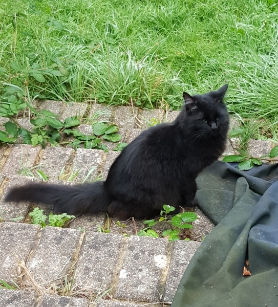 National Black Cat Day today, 27th October.