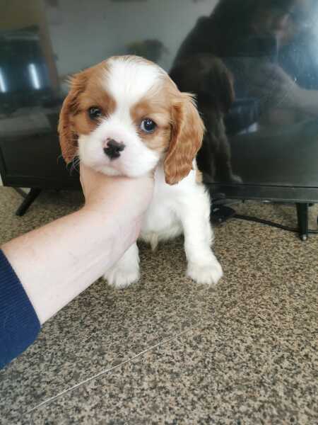 It's another help me name my Puppy thread!