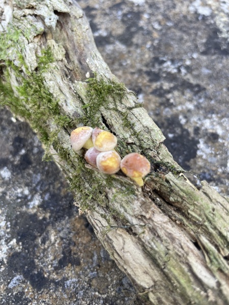 Is this honey fungus ?