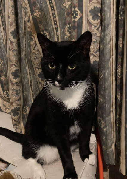 Magnificent whiskers