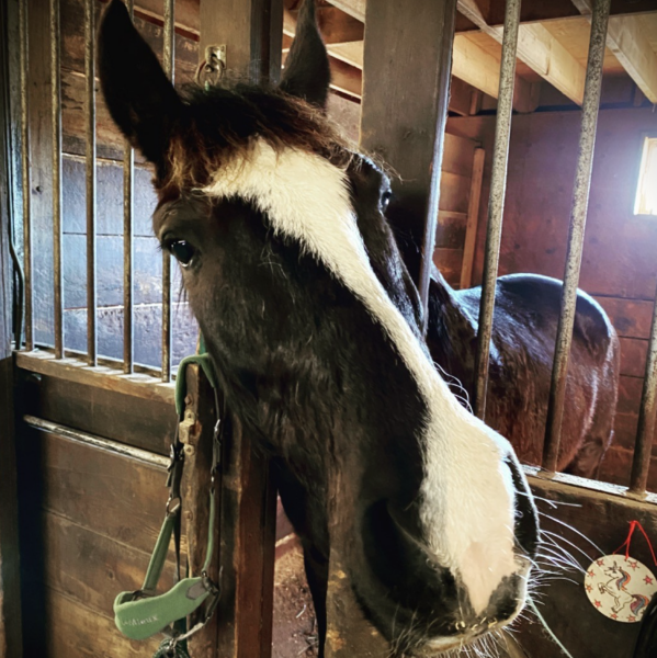 Why do horses get coats and cows don't?