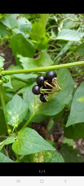 Deadly nightshade