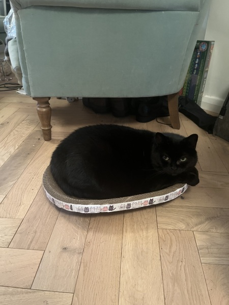 The Very Eventful Lives of the Excellent Cats