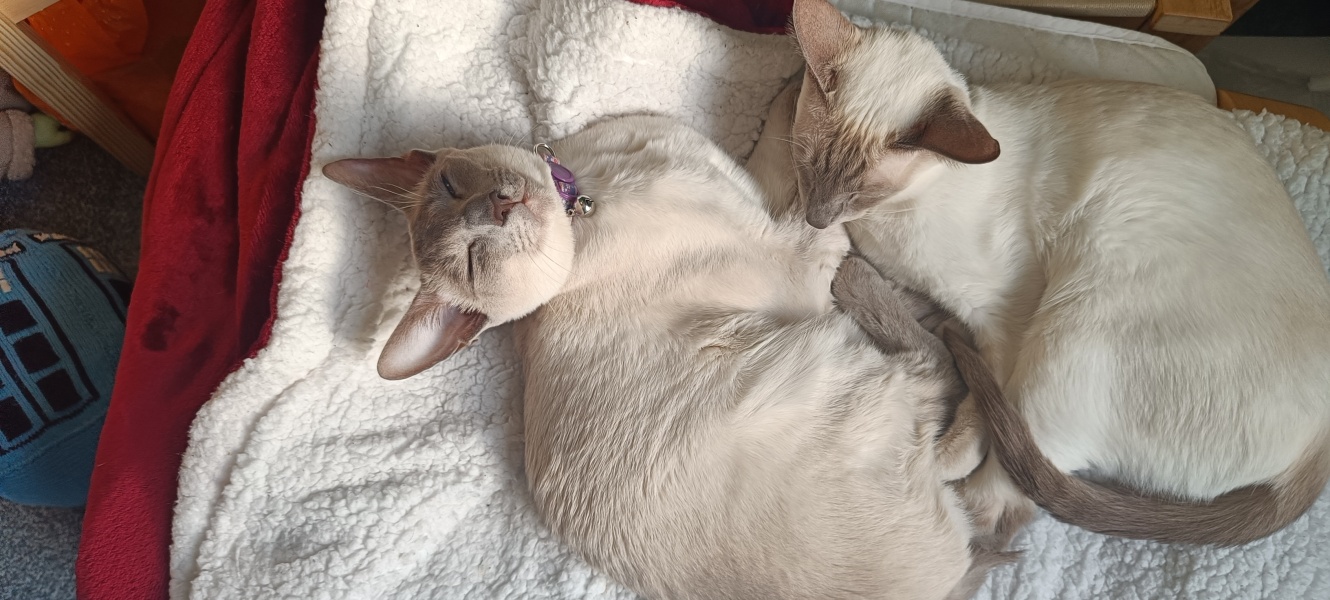 The Very Eventful Lives of the Excellent Cats