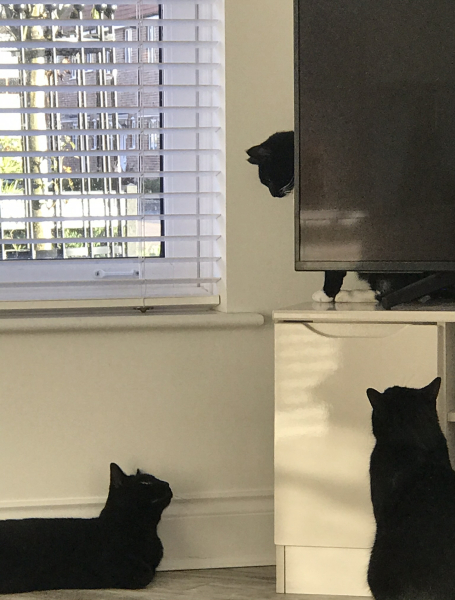 The Very Eventful Lives of the Excellent Cats