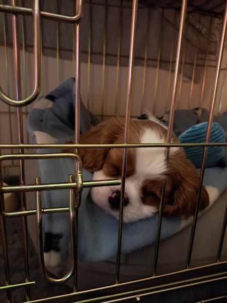 Puppy Survival Thread - for old and new pups