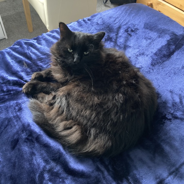 Further Adventures of the Excellent Cats