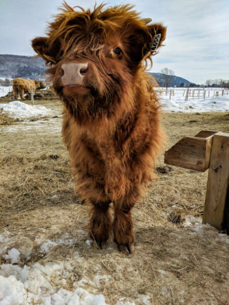 Why do horses get coats and cows don't?