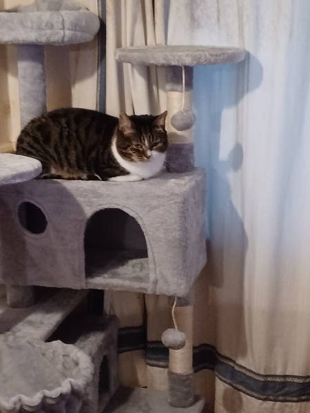 Further Adventures of the Excellent Cats