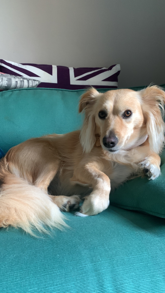 Rescue applications rejected - where am I going wrong?