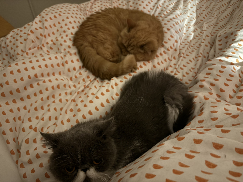 Potential new inmate at Toddler Towers.