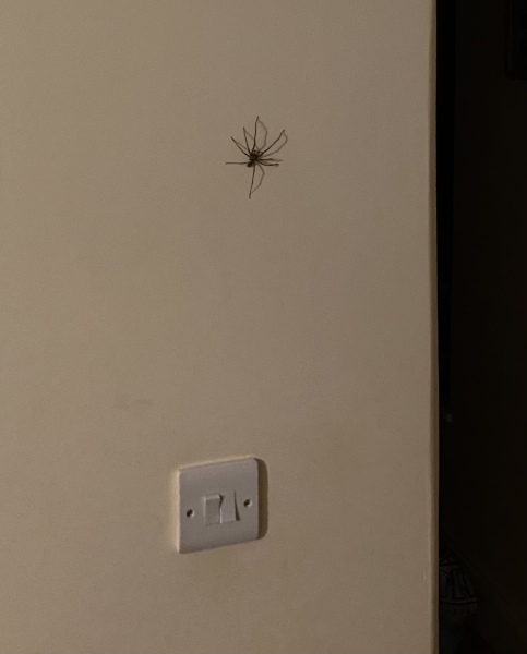 Trapped in a room by the biggest spider ever