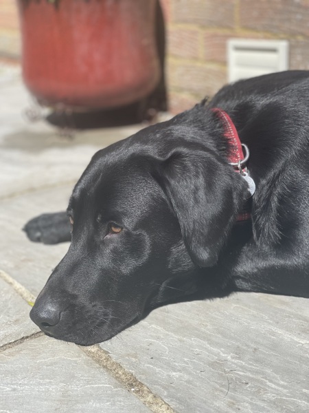 Puppy Survival Thread - for old and new pups