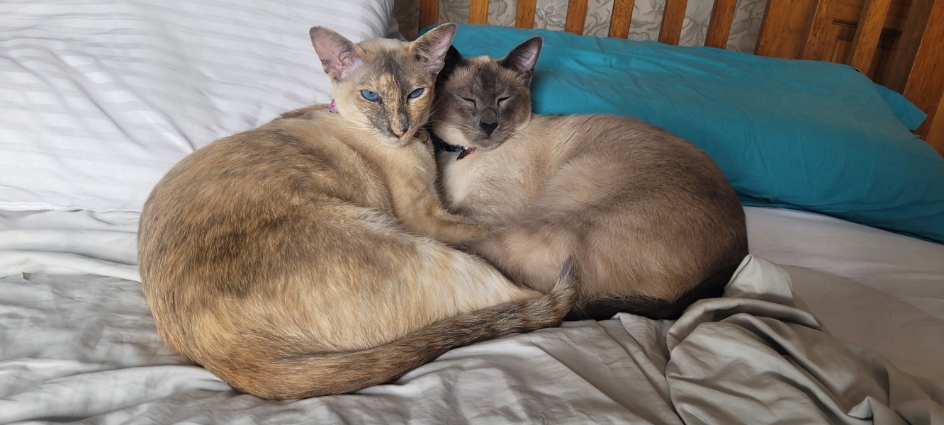 Cuddlebug bonded pair - female suddenly rejecting male - help!