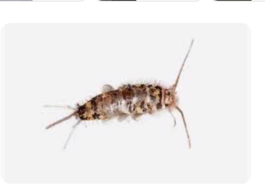 Wood lice or something else?