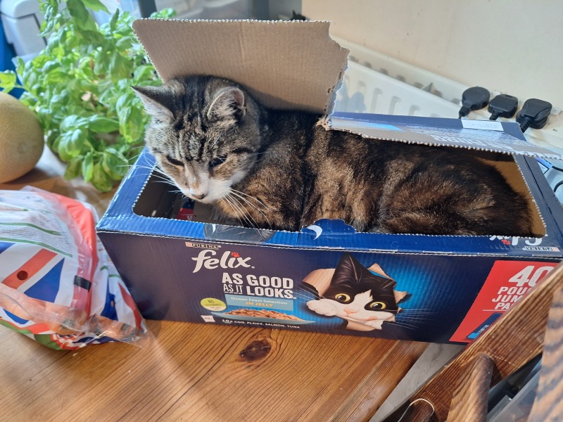 Further Adventures of the Excellent Cats