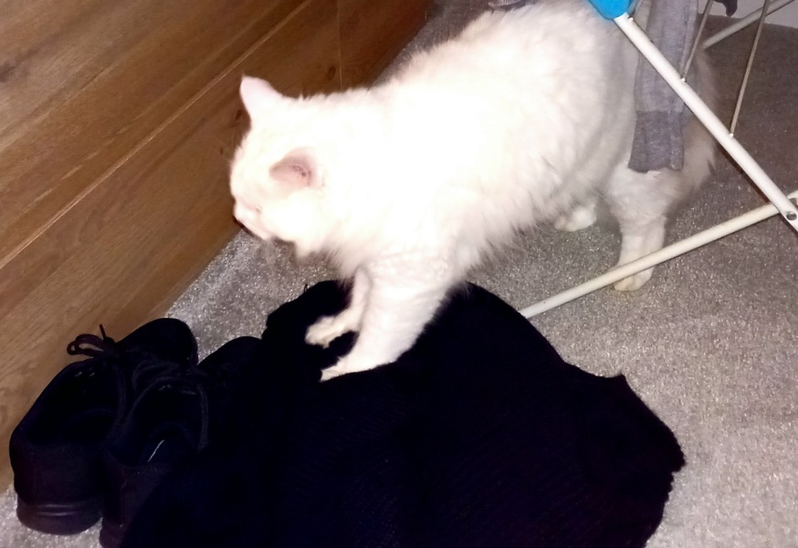 Further Adventures of the Excellent Cats