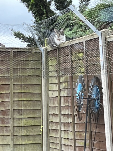 Indoor cat/outside space