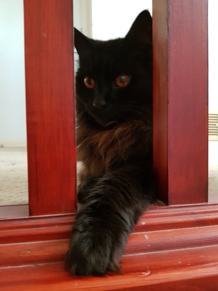 Further Adventures of the Excellent Cats