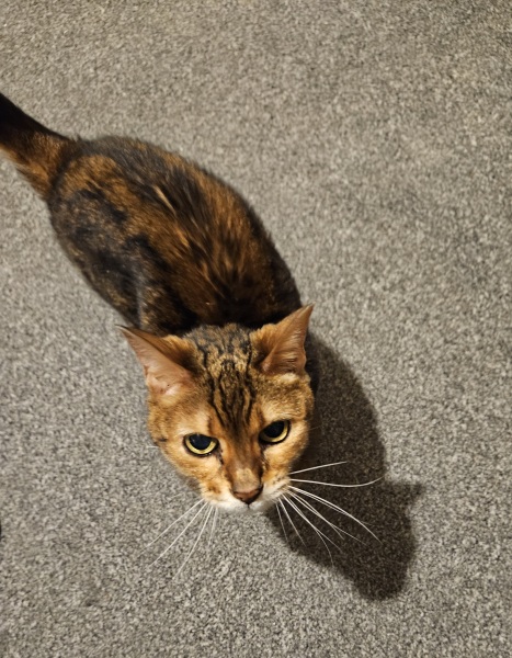 Does anyone own a bengal cat?