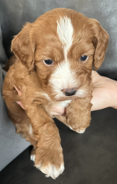 Puppy Survival Thread - for old and new pups