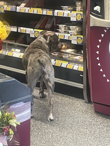 Another dog attack, man killed, can this just go on?