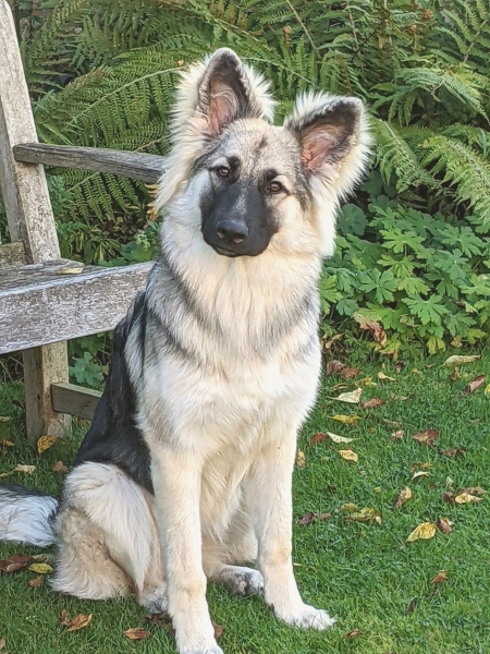 Puppy Survival Thread - for old and new pups