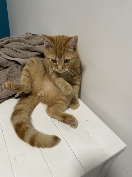 Further Adventures of the Excellent Cats