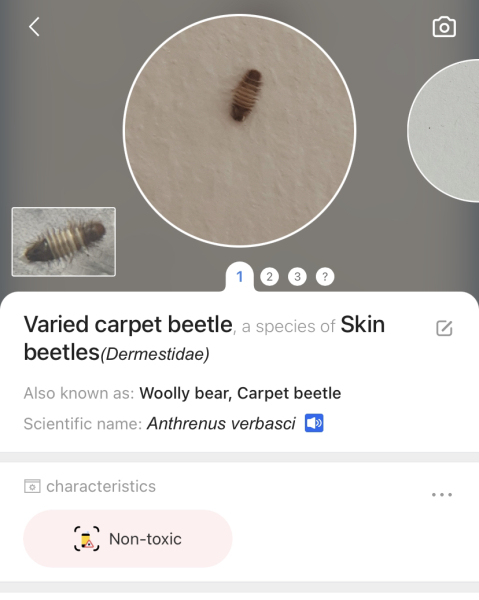 What on earth is this? Insect larvae (?) found in clothes