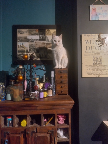 Further Adventures of the Excellent Cats