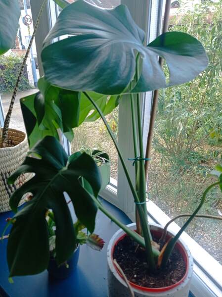 Worried about monstera - what's wrong? (With pics)