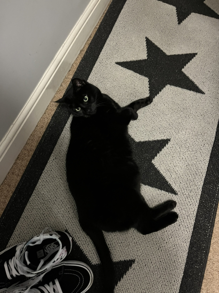 Further Adventures of the Excellent Cats