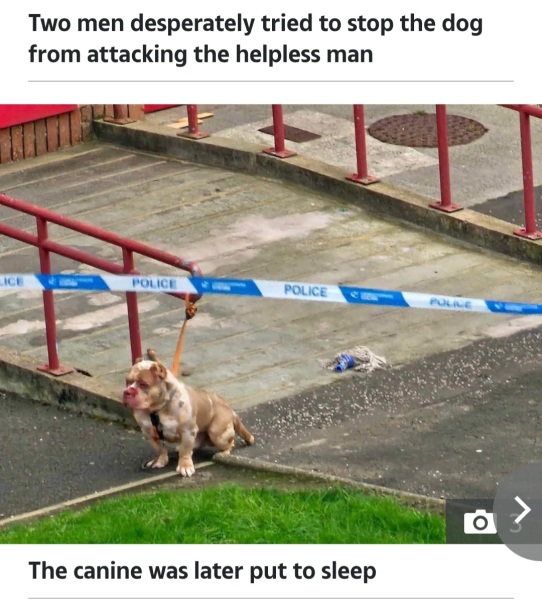 Another dog attack, man killed, can this just go on?