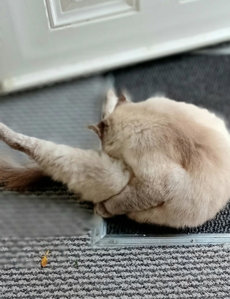 Further Adventures of the Excellent Cats
