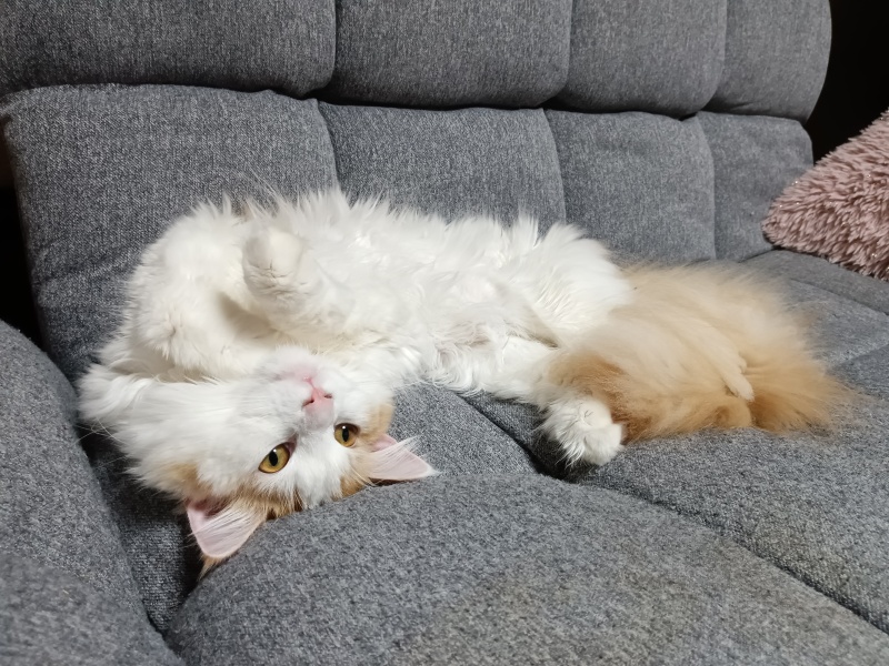 I've had to cut off most of my cat's fur........
