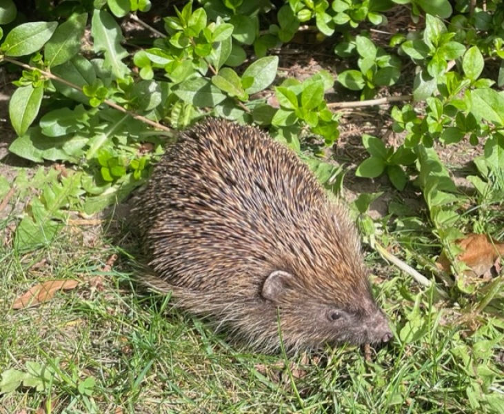 Is a Viennese Whirl a biscuit or a cake?