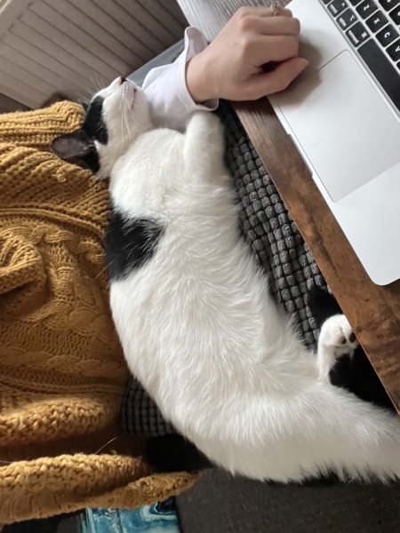 Looking to rehome a young cat