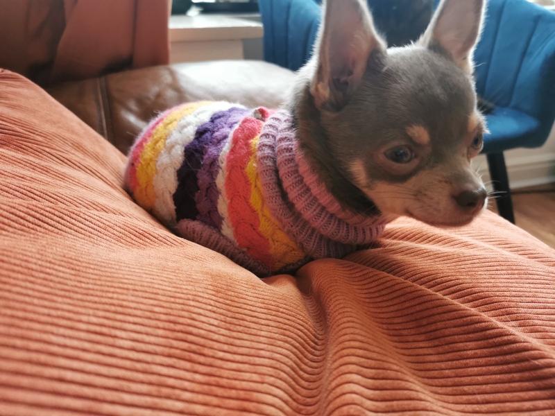 Any chihuahua owners about?