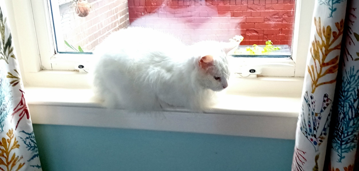 The Very Eventful Lives of the Excellent Cats