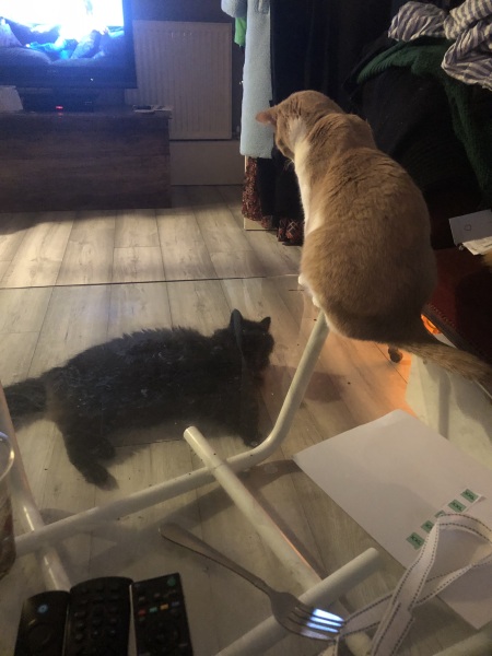 Further Adventures of the Excellent Cats