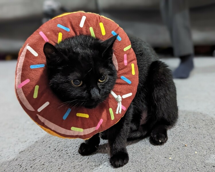 Cat in surgery after swallowing ribbon