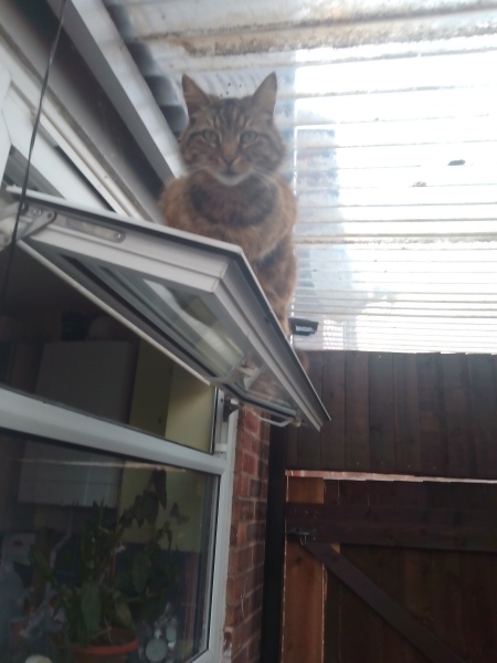 How did you meet your feline overlords?