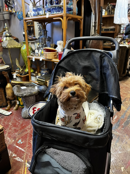 Puppy Survival Thread - for old and new pups