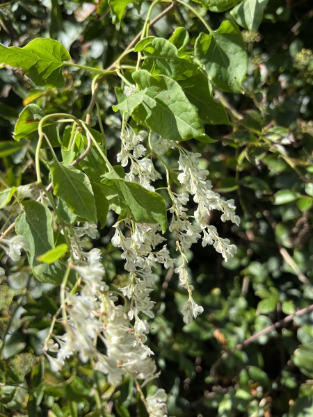 Is this Japanese knotweed or Russian vibe?