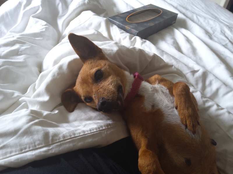 How can my brother salvage this situation