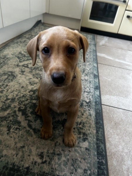 Puppy Survival Thread - for old and new pups