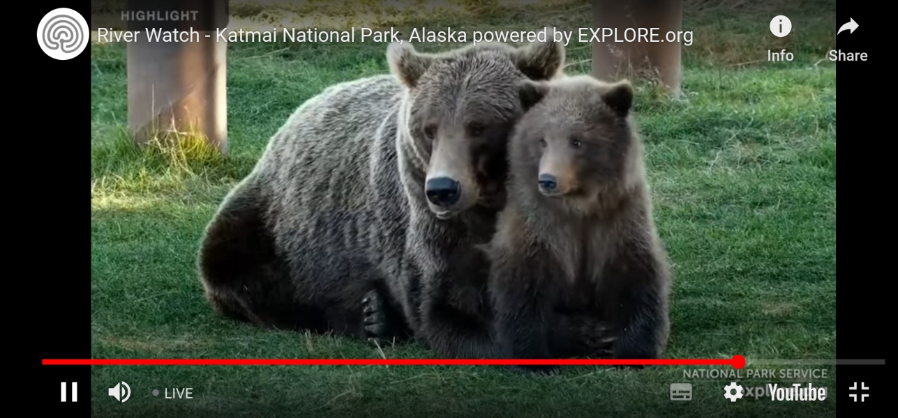 AIBU to bring 'Fat Bear Week' to your attention?